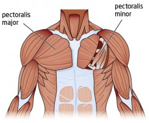 Pectoral Muscles