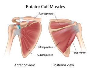 rotator cuff injury muscles physical therapy bozeman