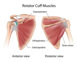 Rotator cuff isolation exercises new arrivals